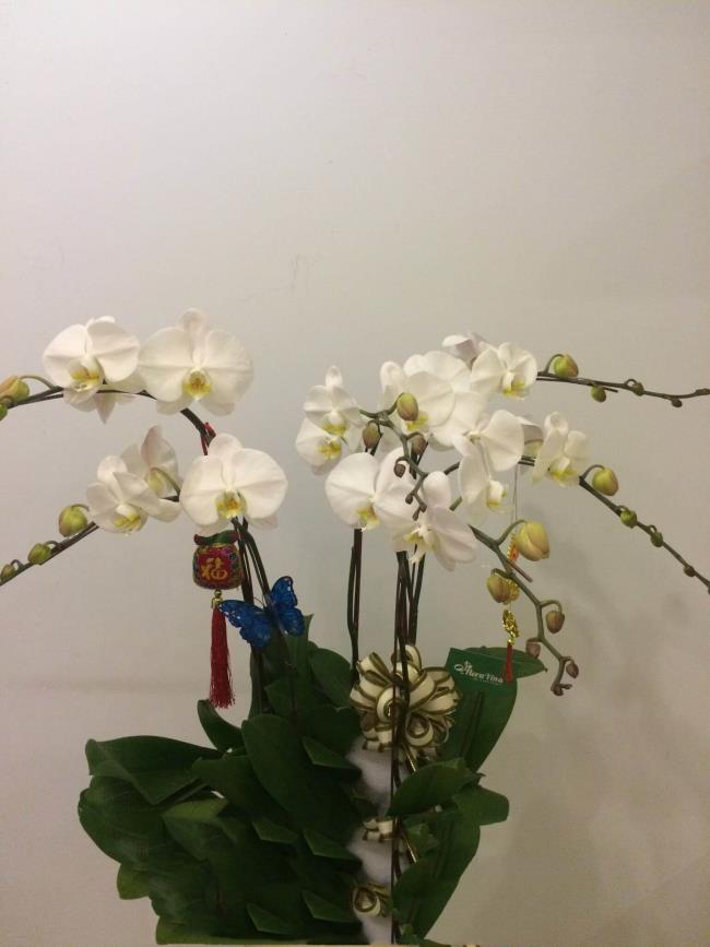Overzicht van de mooiste witte orchideeënafbeeldingen