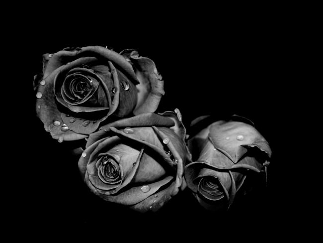 Sammlung der schönsten schwarzen Rosenbilder
