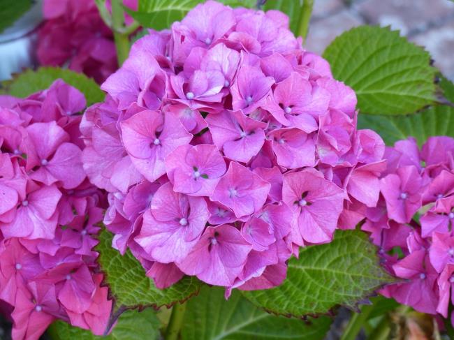 Schöne lila Hortensien 