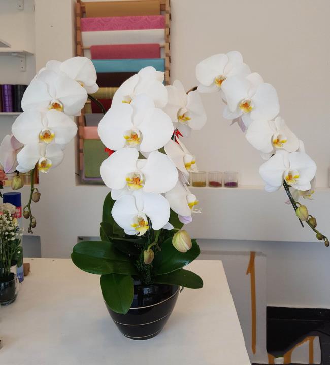Zusammenfassung der schönsten weißen Orchideenbilder