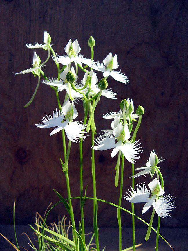 Zusammenfassung der schönsten weißen Orchideen