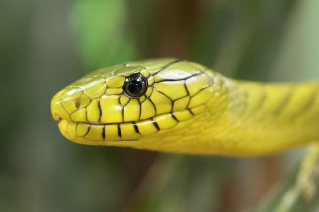 جمع صور أجمل الثعابين