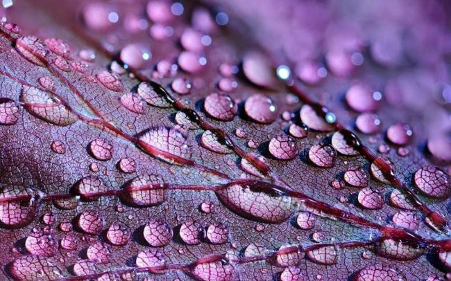 Sammlung von Bildern als schönste lila Tapete