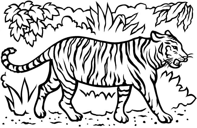 Collection of the most beautiful tiger coloring pictures