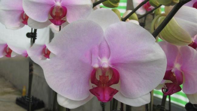 Summary of the most beautiful white orchid images
