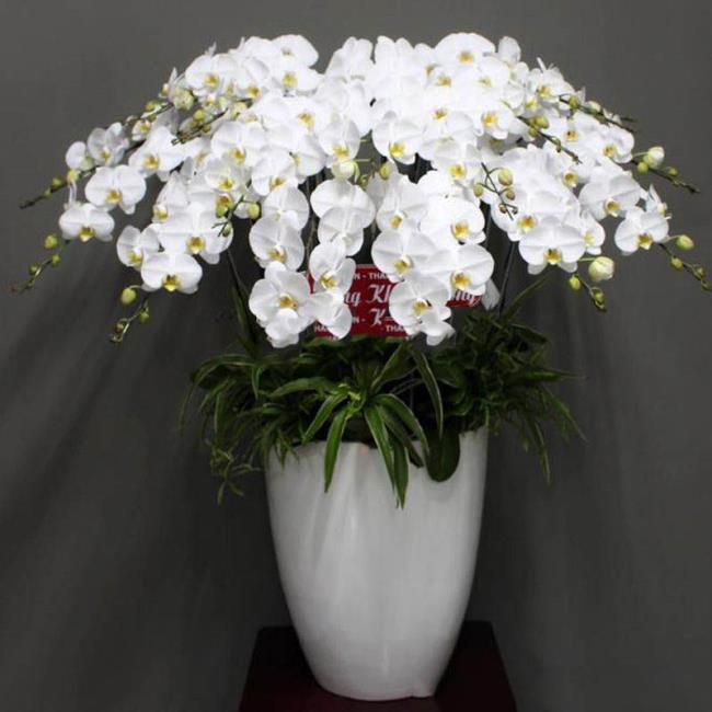 Zusammenfassung der schönsten weißen Orchideenbilder