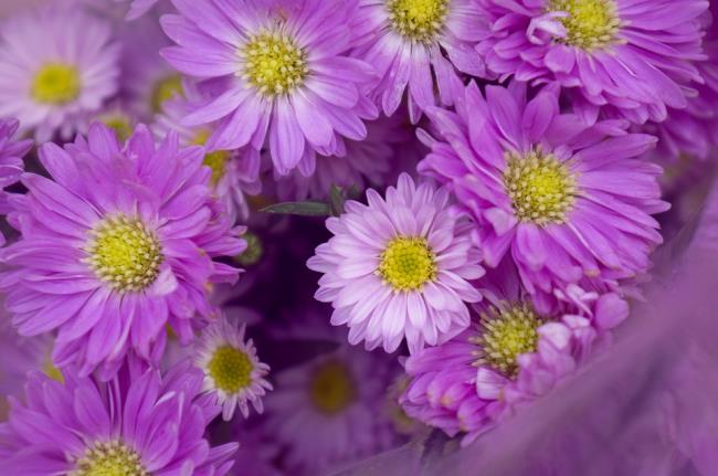 Sammlung von Bildern als schönste lila Tapete 