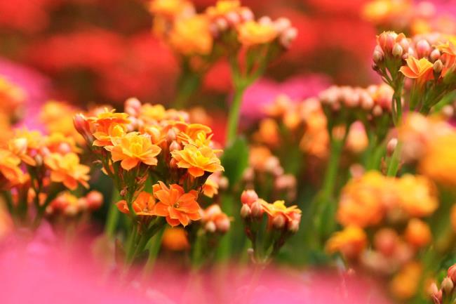 Kombinieren Sie Bilder der schönsten Lebensblumen