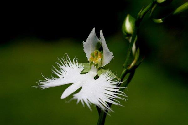 Zusammenfassung der schönsten weißen Orchideen