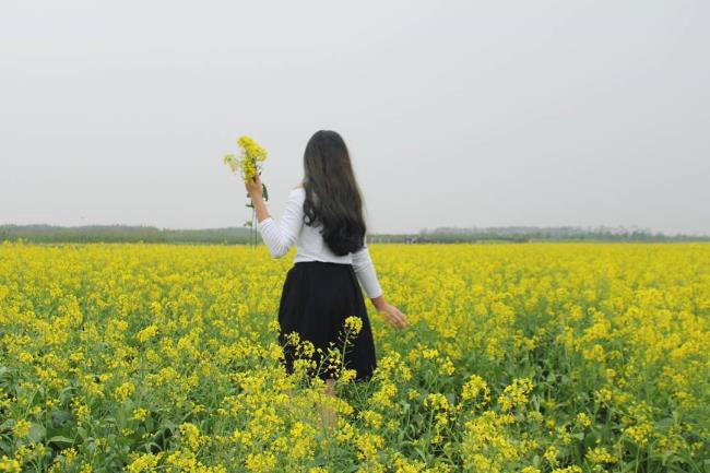 ترکیب تصاویر زیباترین گل خردل زرد