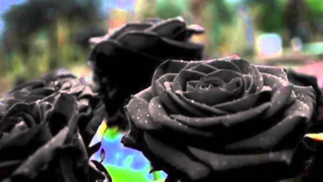 Koleksi gambar mawar hitam yang paling indah