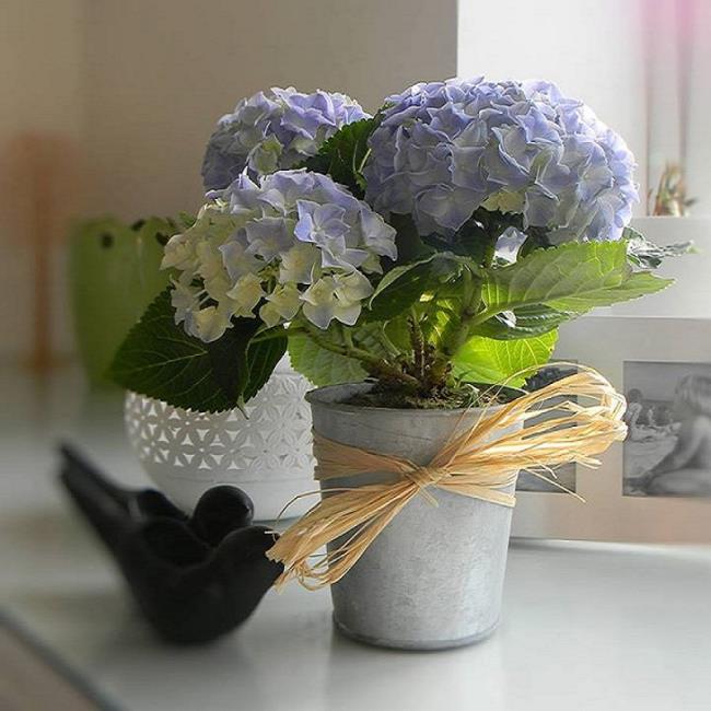 Belles images de vase d'hortensias