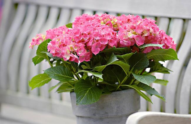 Gambar vas hydrangea yang indah