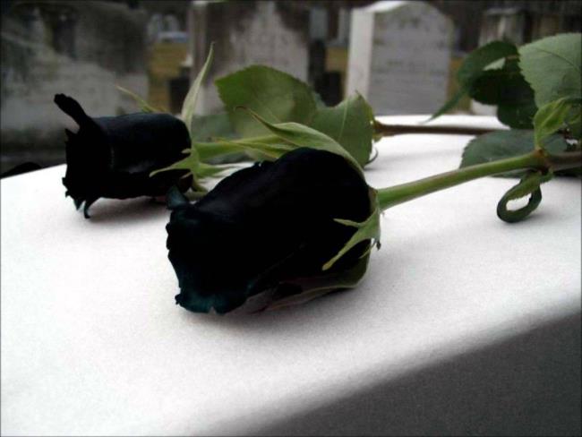 Sammlung der schönsten schwarzen Rosenbilder