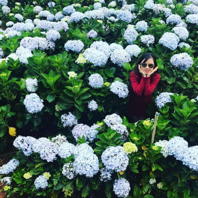 Gambar-gambar indah taman hydrangea yang indah
