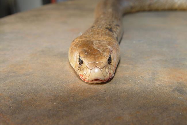 Collectionner des images des plus beaux serpents