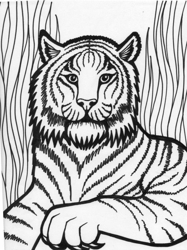 Collection of the most beautiful tiger coloring pictures