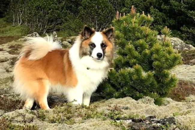 Collection of the most beautiful Icelandic sheepdogs