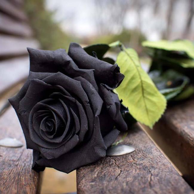 Verzameling van de mooiste zwarte rozen foto's