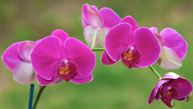Rezumatul celor mai frumoase imagini de orhidee violet