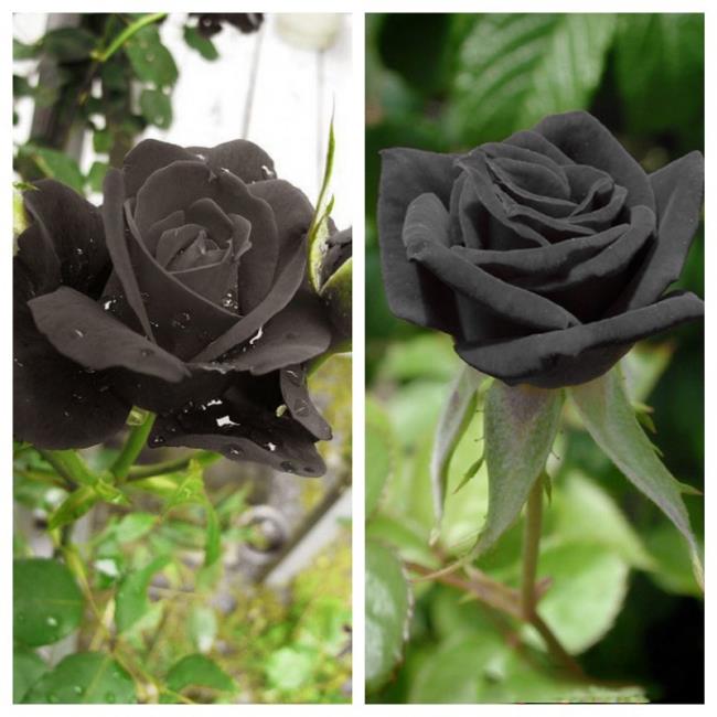 Koleksi gambar bunga ros hitam yang paling indah