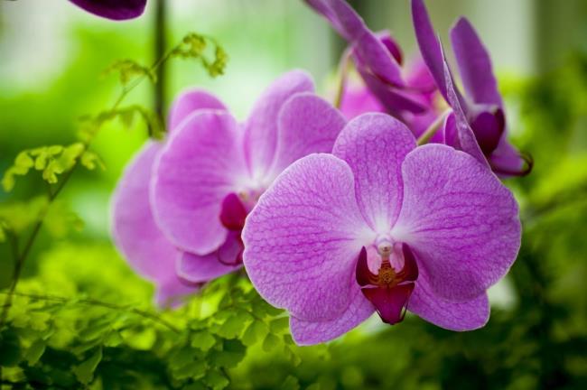 Zusammenfassung der schönsten lila Orchideenbilder