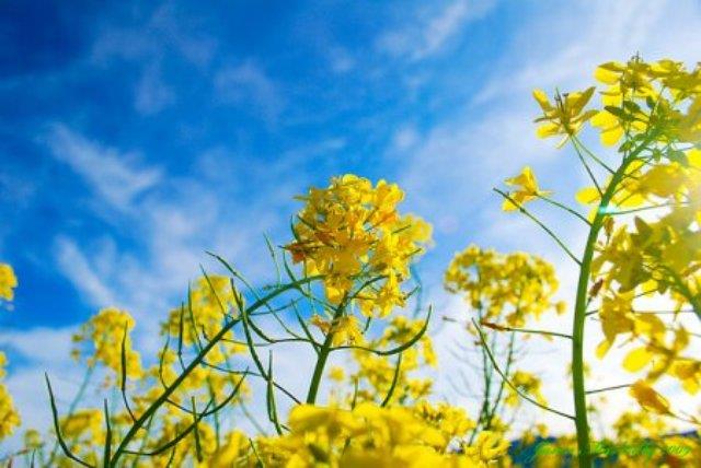 Combiner des images de la plus belle fleur de moutarde jaune