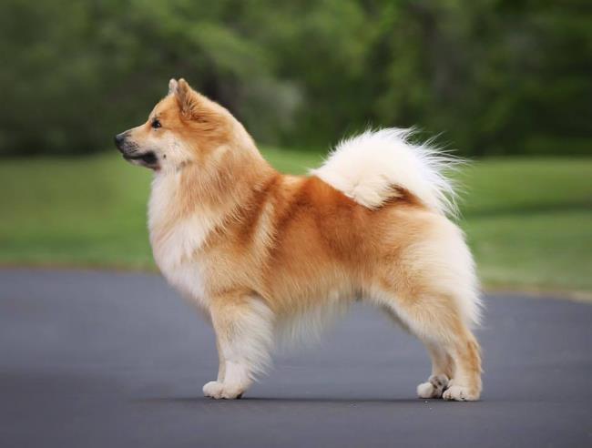 Collection of the most beautiful Icelandic sheepdogs