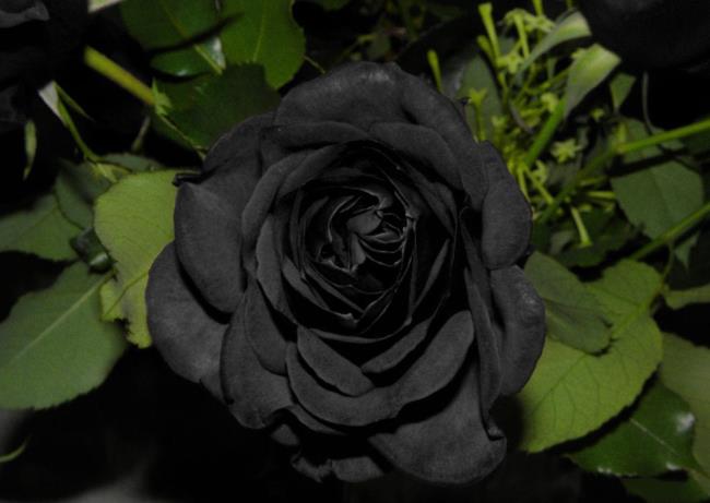 सबसे सुंदर काले गुलाब चित्रों का संग्रह