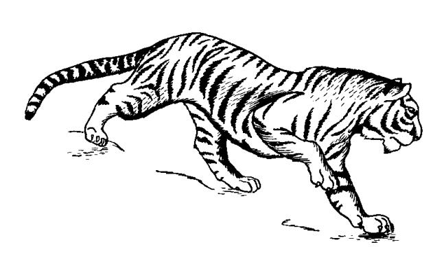 Collection of the most beautiful tiger coloring pictures