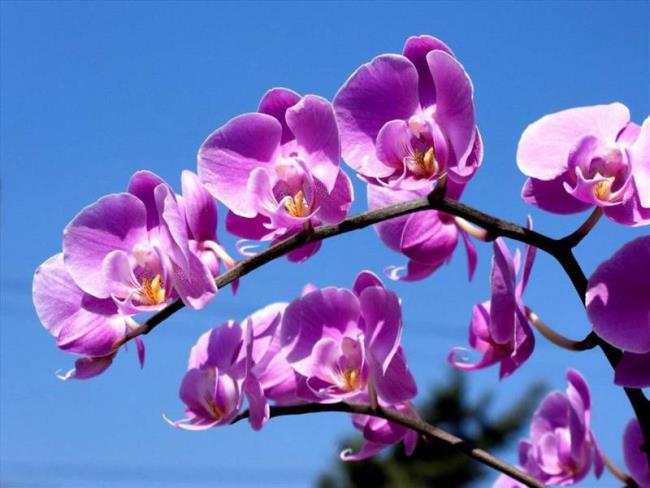 Résumé des plus belles images d'orchidées pourpres