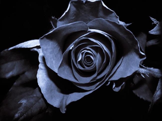 مجموعة من اجمل صور الورود السوداء