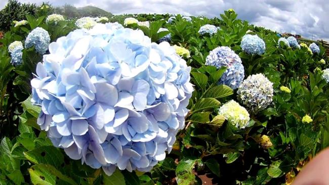 Piękne zdjęcia pięknego ogrodu hortensji