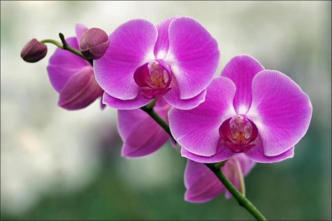 Resumo das mais belas imagens de orquídeas roxas