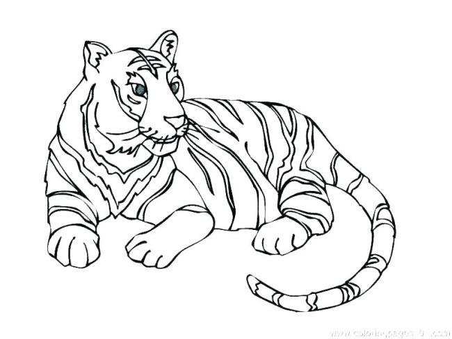 Collection of the most beautiful tiger coloring pictures