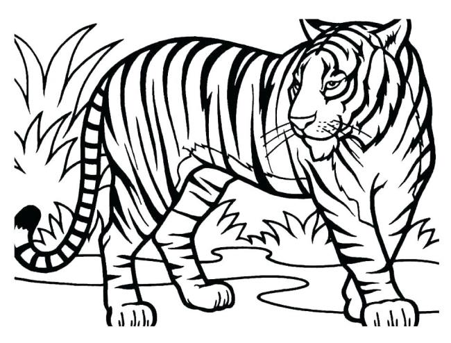 Collection of the most beautiful tiger coloring pictures