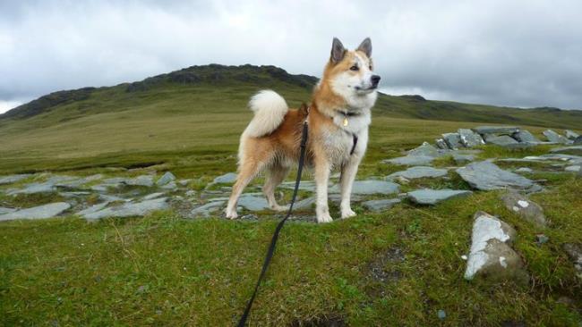 En güzel İzlanda çoban köpeği topluluğu
