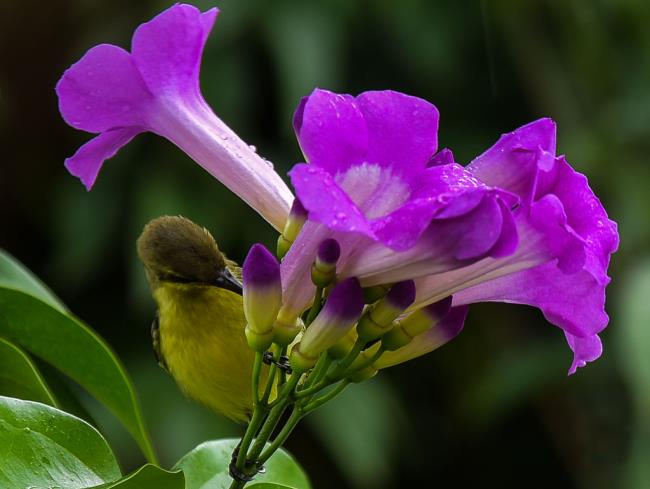 Collection d'images de la plus belle orchidée à l'ail