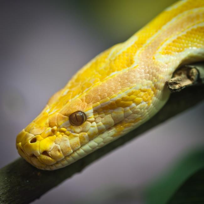 Collectionner des images des plus beaux serpents