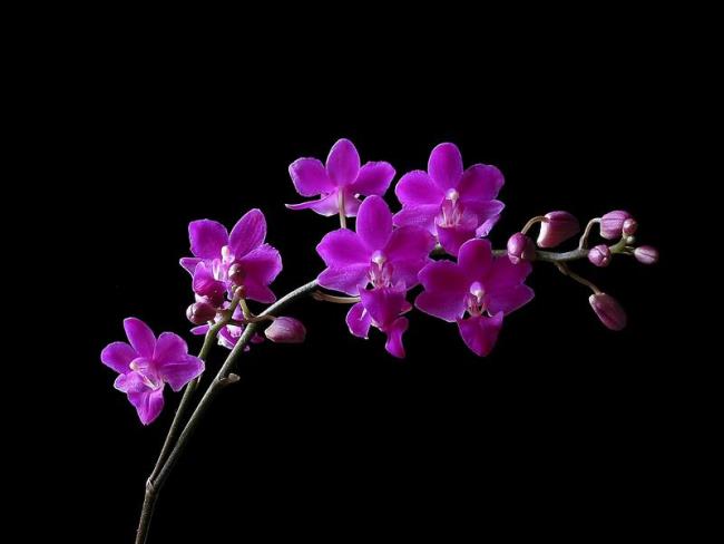 Ringkasan gambar orkid ungu yang paling indah