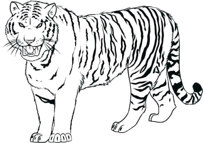 Collection of the most beautiful tiger coloring pictures