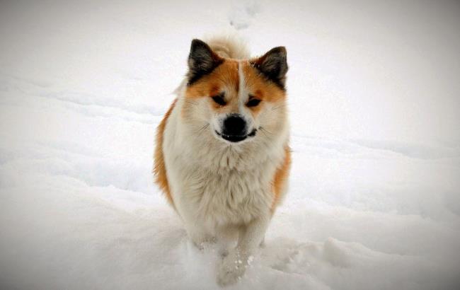 Sammlung der schönsten isländischen Schäferhunde