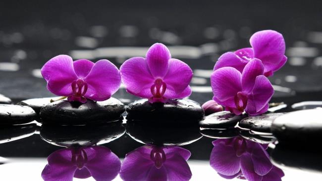Ringkasan gambar anggrek ungu yang paling indah