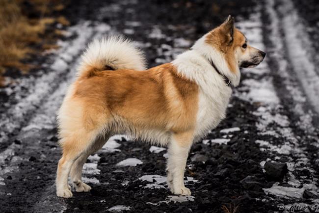 Colección de los perros pastores islandeses más bellos