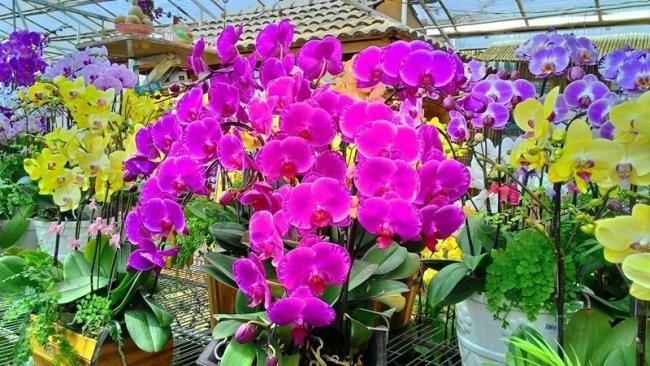 Сводка самых красивых изображений фиолетовых орхидей