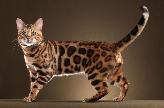 Sammlung der schönsten Bengalkatzen