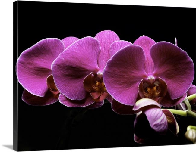 Zusammenfassung der schönsten lila Orchideenbilder