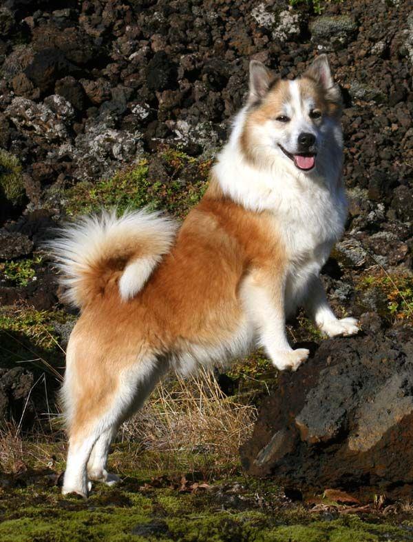 Sammlung der schönsten isländischen Schäferhunde