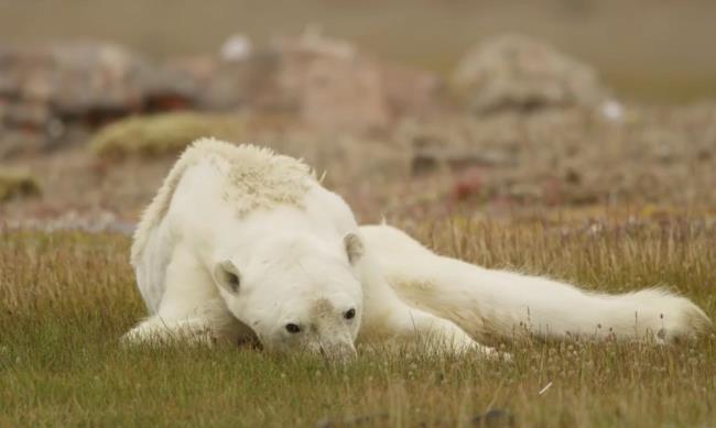 Top-Bilder von wunderschönen Eisbären ziehen Menschen zum Anschauen an