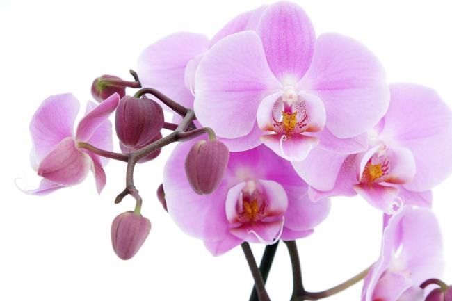 Résumé des plus belles images d'orchidées pourpres
